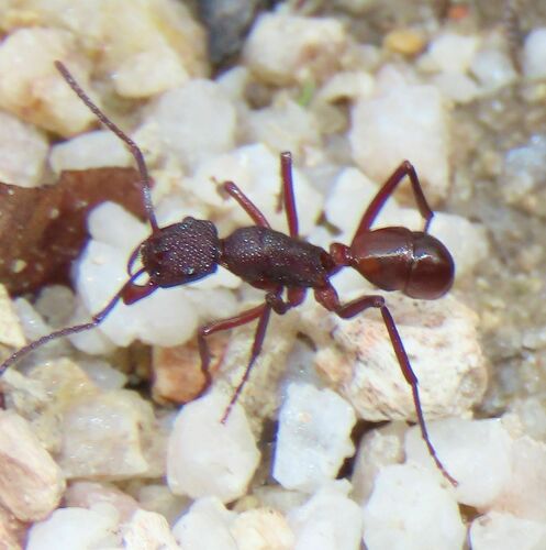 Rhytidoponera rufescensRhytidoponera rufescens