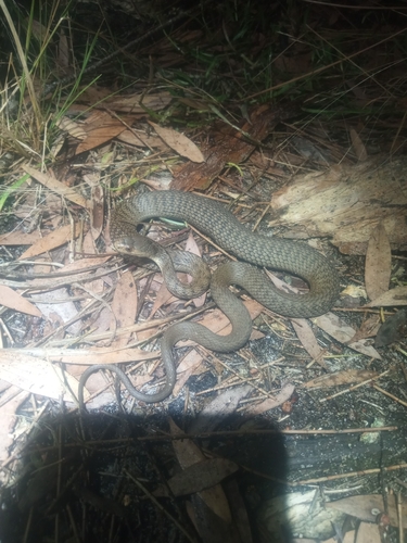 Rough-scaled Snake sighting