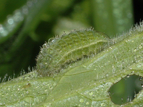 Geranium Argus