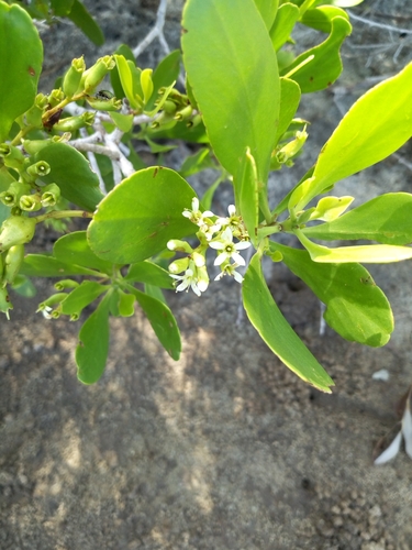 White-flowered black mangrove