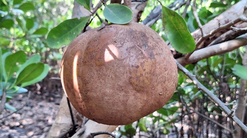 cannonball mangrove
