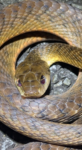 Brown Tree Snake sighting
