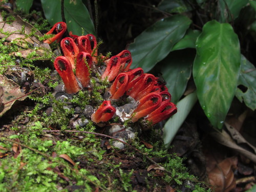 Laternea triscapa