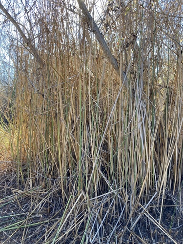 California bulrush foliage