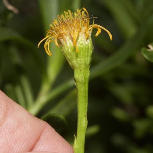 Golden Samphire