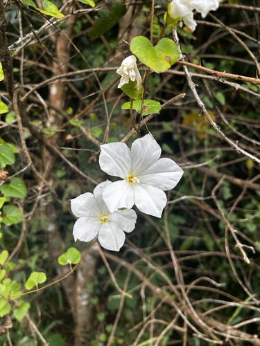 Calystegia tuguriorum (G.Forst.) R.Br. ex Hook.fil.