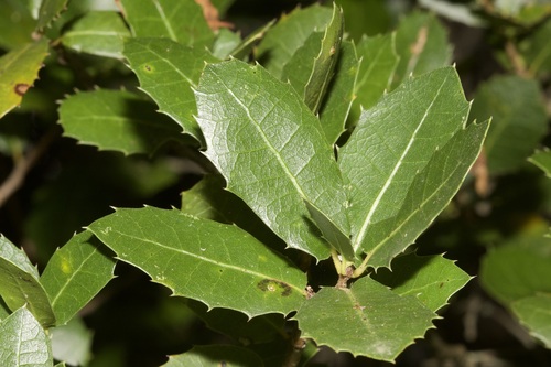False-kermes oak