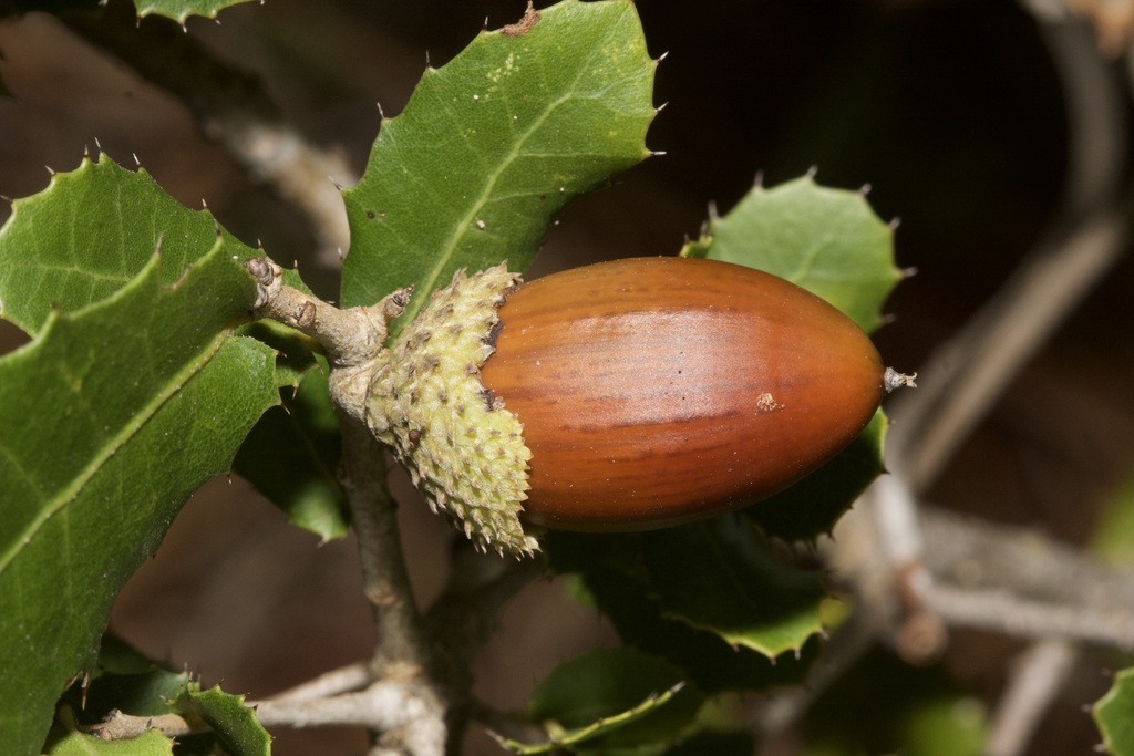 Coscoja