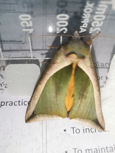 Green Fruit-piercing Moth