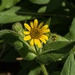 Lanceleaf Arnica - Photo (c) Jeffrey Lougee, all rights reserved, uploaded by Jeffrey Lougee