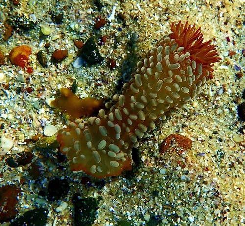 photo of Wandering Sea Anemone (Phlyctenactis tuberculosa)