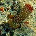 photo of Wandering Sea Anemone (Phlyctenactis tuberculosa)