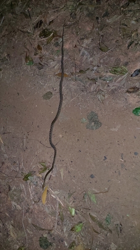 Australian Scrub Python sighting