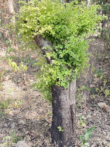 Terminalia leiocarpa