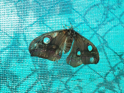 Tasar Silk Moth