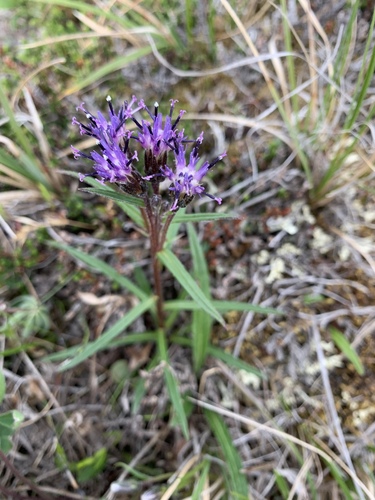 Section Saussurea (Section Saussurea) · iNaturalist