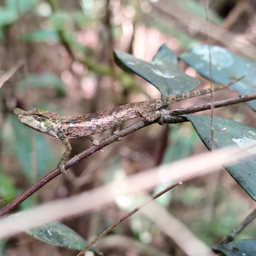 Hofreiter’s chameleon