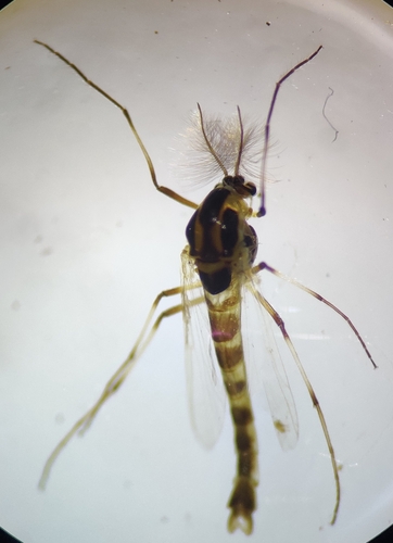 Cricotopus ornatus
