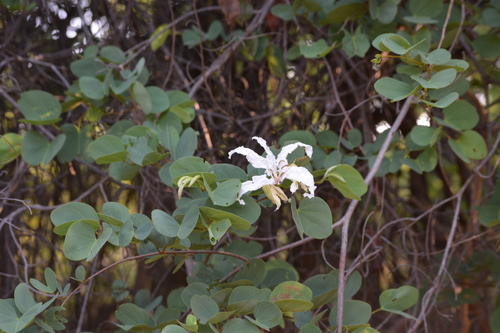 White Bauhinia