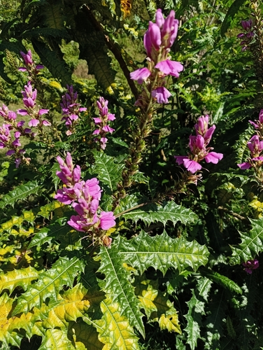 Prickly Bear's Breeches