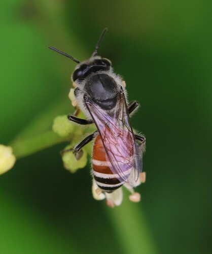 Red Dwarf Honey Bee
