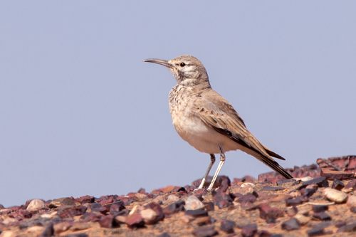 Greater Hoopoe-Lark