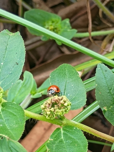 Spotless Lady Beetle