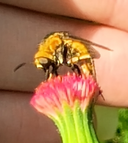 Toxophora aurea