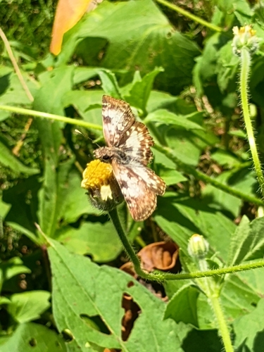 White-patched Skipper