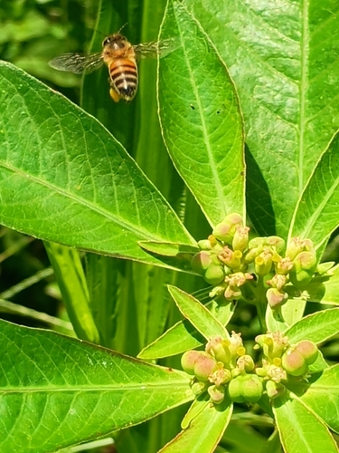 Western Honey Bee