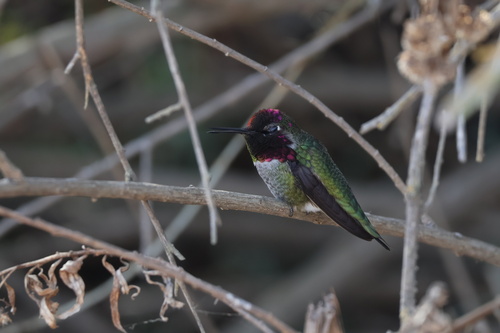 iNaturalist observation photo of Anna's Hummingbird