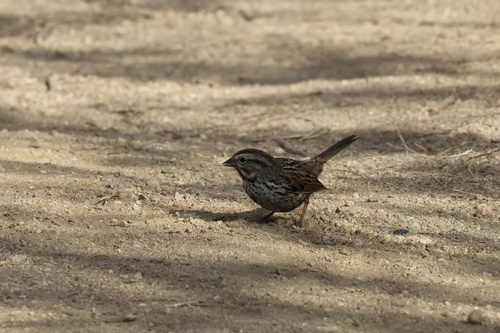 iNaturalist observation photo of Song Sparrow