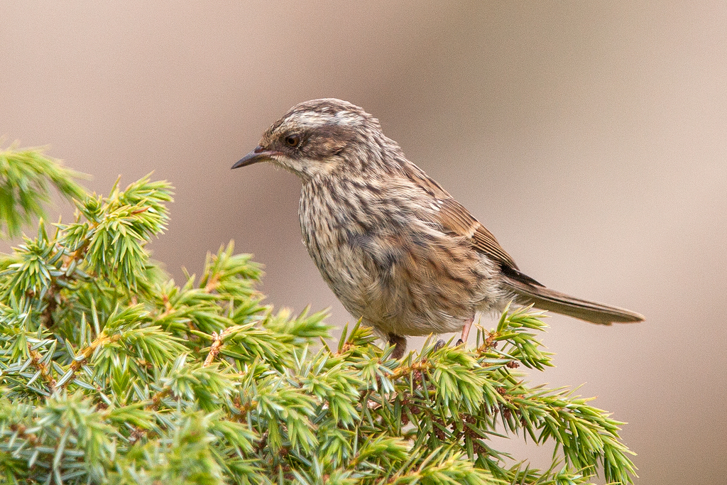 Radde's Accentor (Prunella ocularis)