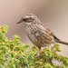 Radde's Accentor - Photo (c) sdrov, all rights reserved, uploaded by sdrov