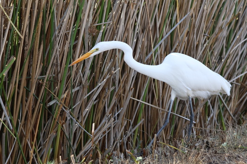 iNaturalist observation photo of Great Egret