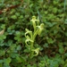 Platanthera devolii - Photo (c) 張芬, all rights reserved, uploaded by 張芬