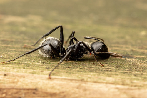 浅毛弓背蚁Camponotus albivillosus