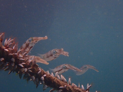 Bigfin Reef Squid — seen at this dive site