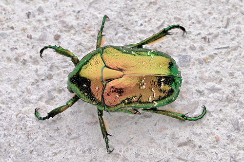 Oriental Flower Beetle