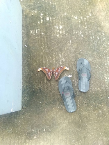 Atlas Moth