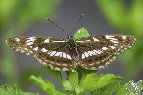 Limenitis doerriesi
