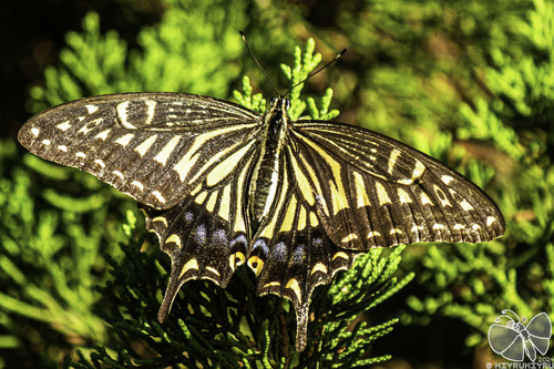 Chinese Yellow Swallowtail