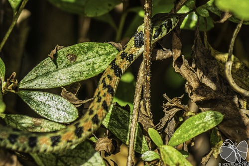Chinese Tiger Keelback