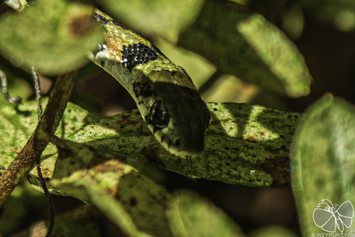Chinese Tiger Keelback