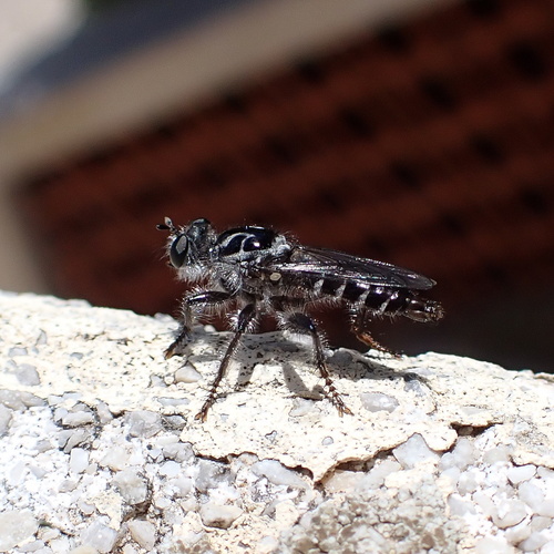 Andrenosoma cornuta