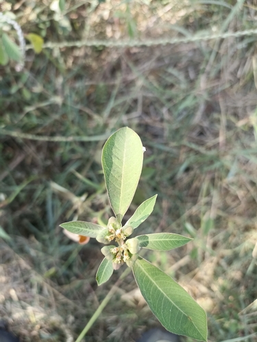 painted spurge