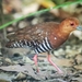 Red-legged Crake - Photo (c) Michael Lee, all rights reserved, uploaded by Michael Lee