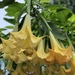 Brugmansia versicolor - Photo (c) eccovento, כל הזכויות שמורות