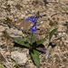 Salvia nana - Photo (c) Anne, todos os direitos reservados