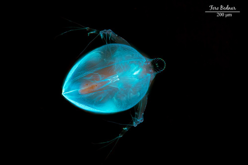 Ceriodaphnia